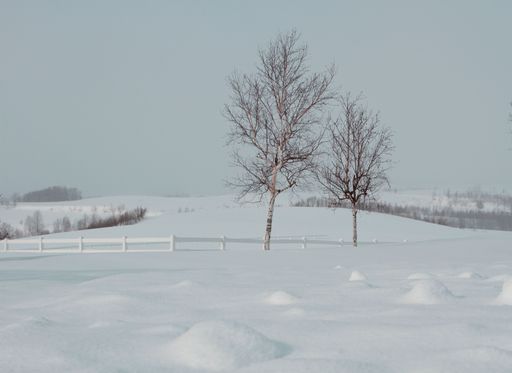The field covered with snow with two trees without leaves in the background