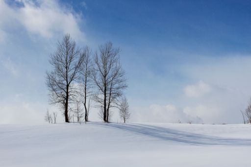 A beautiful winter scene with leafless trees against the blue bright sky