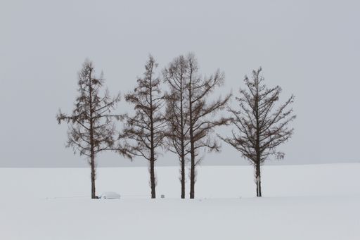 A beautiful winter scene with leafless trees against the foggy sky