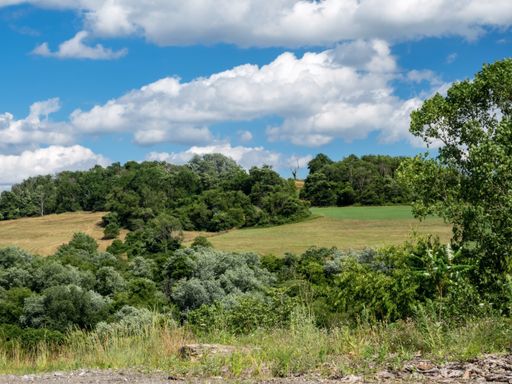 A view of trees on the field with a cloudy background