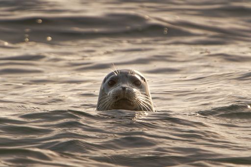 A beautiful harbor seal (Phocidae) swimming in the wavy sea with its head out