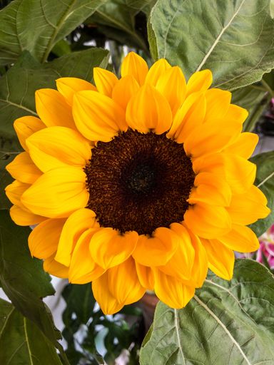 A vertical shot of yellow sunflower in the field