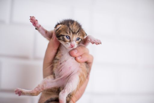 A selective shot of a newborn kitten in a person's hand on a white background