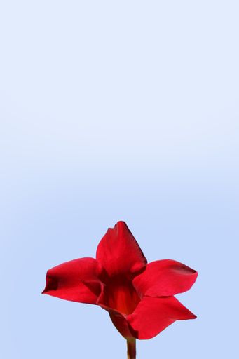A small, bright red flower in front of a solid light blue background