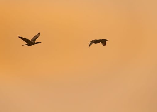 A group of great cormorant birds flying in the beautiful sky