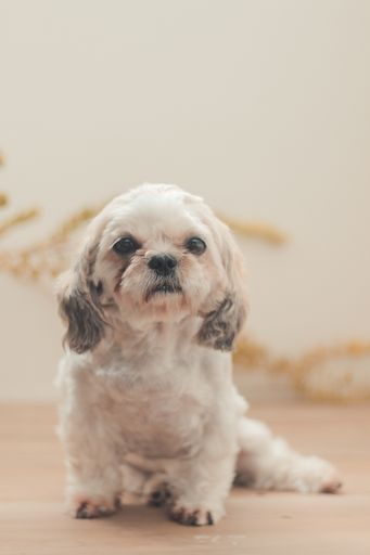 A vertical shot of a sitting Shih Poo in the house