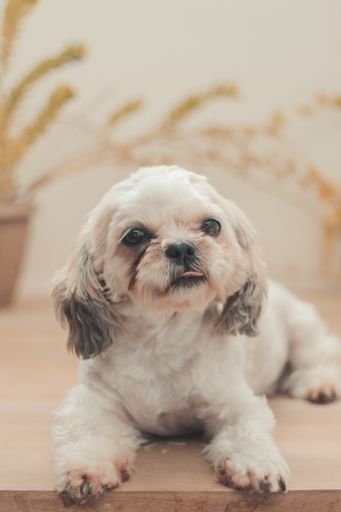 A vertical shot of a sitting Shih Poo in the house