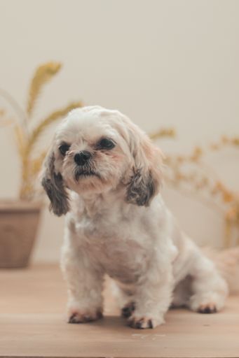 A vertical shot of a sitting Shih Poo in the house