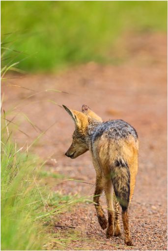 A closeup of a jackal walking near the green grasses, a vertical shot