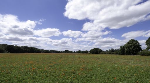 A landscape shot of a field of red poppies under the blue cloudy sky