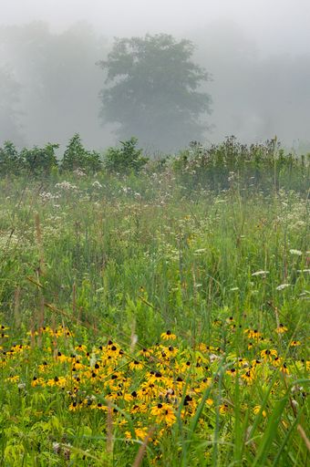 A vertical shot of a Black-eyed Susan in the meadow during a foggy day