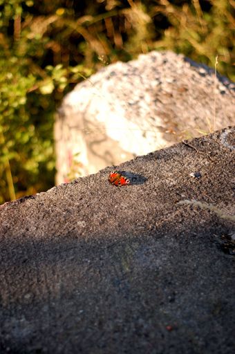 A vertical shot of a red butterfly on a stone surface
