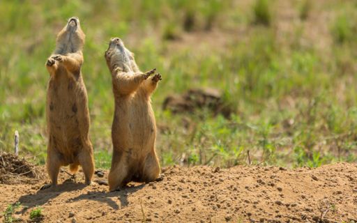 A closeup shot of a pair of Mexican prairie dogs looking up in a park