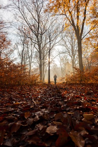 A vertical shot of fallen leaves in the morning light in a warm autumn forest with haze and sun rays