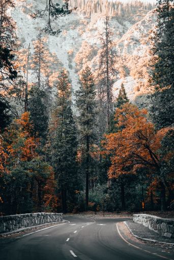 A vertical shot of a road leading to a forest and the snowy mountains in the background
