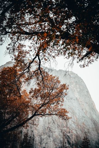 A low angle scene of trees with orange-colored leaves in autumn with a foggy rock in the background