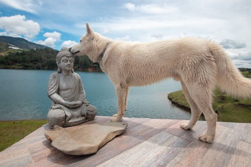 A dog kissing a Buddha sculpture in the middle of the water
