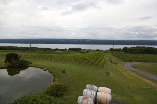 Vineyards surrounded by green fields by a lake on a cloudy day