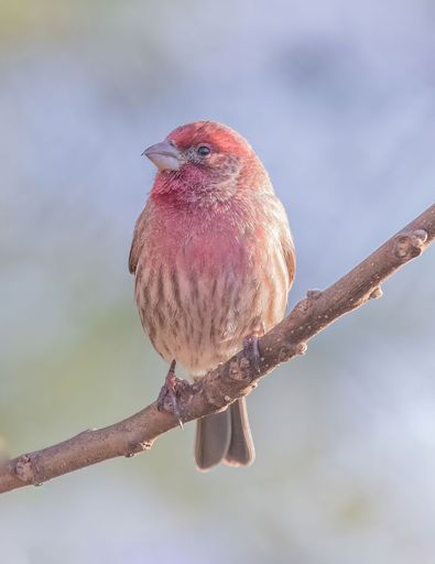 A closeup shot of the red house Finch bird perched on a tree branch