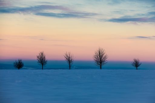 An aerial view of snow covered field with growing trees during sunset