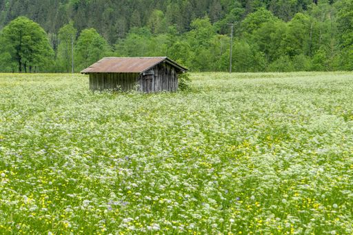 A beautiful shot of a single wooden cabin surrounded by colorful flowers in a field