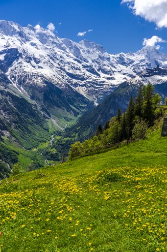 The image is a view over a fieldd full of yellow flowers into a valley and to the snow capped mountains