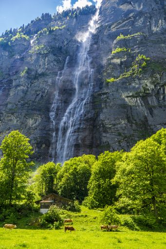 The image shows a waterfall from a sheer cliff tumbling into the valley with cows at the valley floor