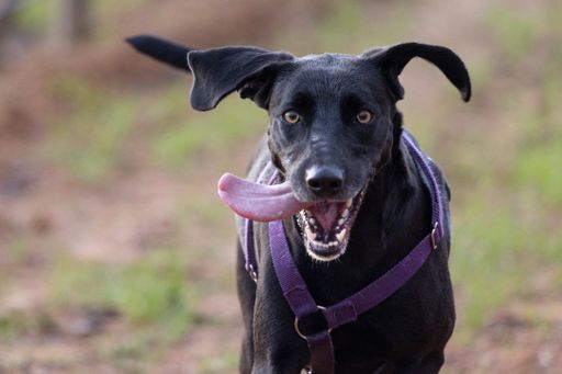A shallow focus shot of black Labrador Retriever running toward the camera with the tongue out