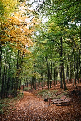 A vertical shot of a beautiful path covered with autumn trees in a park with two benches in the front