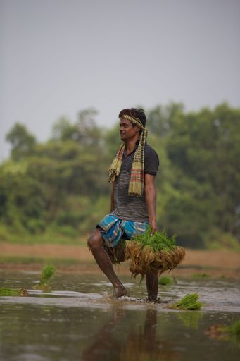 A vertical shot of a male Asian farmer working on a paddy field