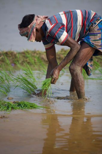 A vertical shot of an Asian farmer planting rice on a paddy field