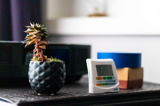 A  low angle closeup shot of a small plant and an alarm on a bedside table in the room