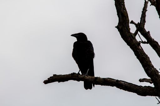A closeup of a raven silhouette on a bare tree branch