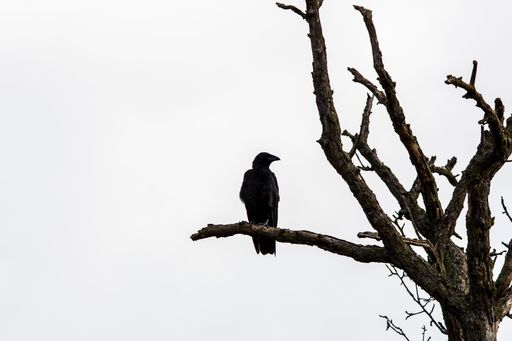 A crow perched on a branch against a white background
