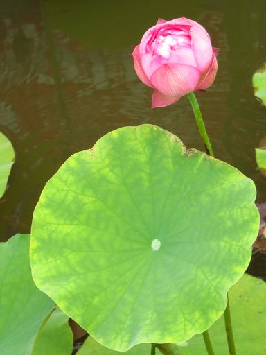 A vertical shot of a beautiful bud of an unopened lotus flower next to lotus leaves