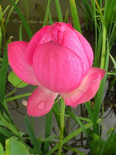 A closeup shot of a beautiful bud of an unopened lotus flower with waterdrop on petals
