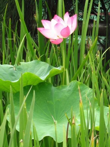A vertical shot of lightened lotus flower surrounded with leaves