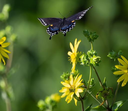 A closeup shot of a beautiful spicebush swallowtail butterfly flying near Dandelions in the daylight