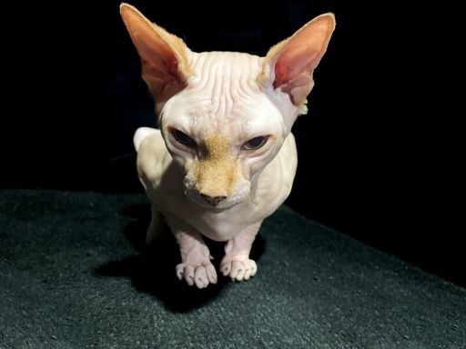 A sphynx cat angrily staring at the camera