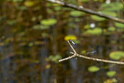 Two dragonfly on a branch. close up