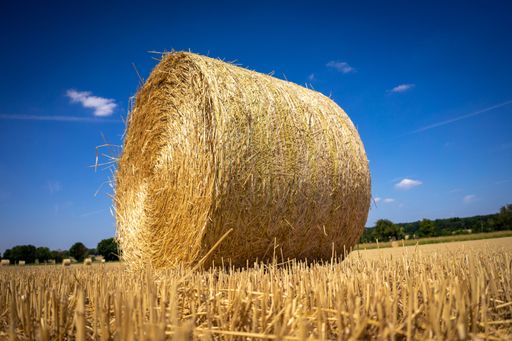 A Straw roll in a field with a bright blue sky background