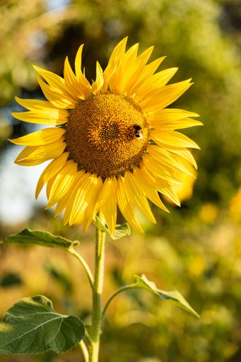 A vertical focus shot of a bee on sunflower in the field with blur background