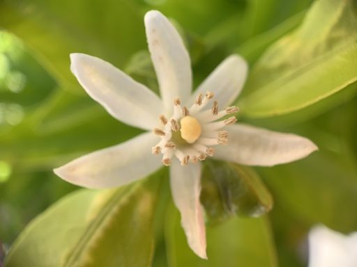 A closeup shot of white flowers of an orange tree with green leaves on blurred background