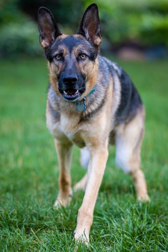 A selective focus shot of a German Shepherd walking in the field