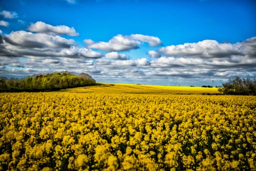 A panoramic shot of a field full of yellow flowers on a cloudy day background