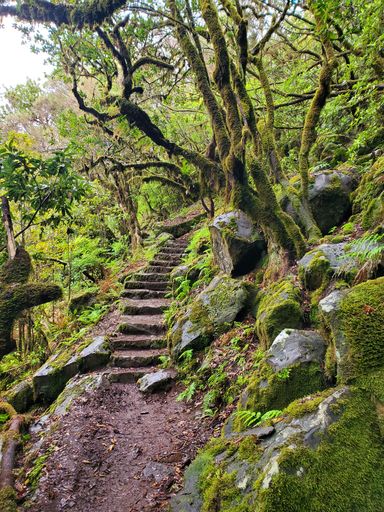 A vertical shot of the stairs in the beautiful green rainforest