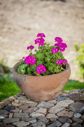 A vertical closeup shot of pink geranium flowers in a clay pot
