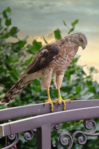 A vertical shot of a hawk perched on a metal railing during the daytime