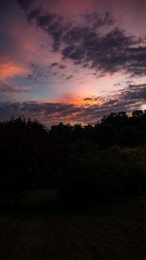 A vertical shot of tree silhouettes during a sunset