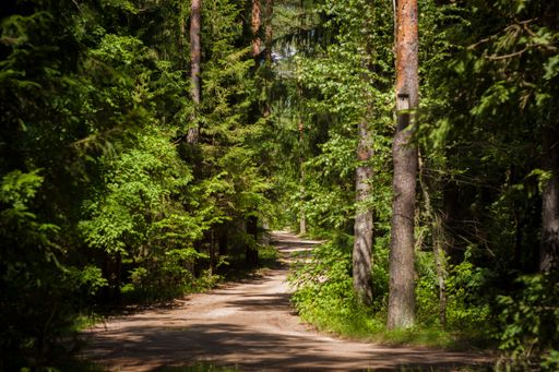 A footpath in a dense forest in Sejny, Poland
